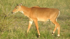 Boselaphus tragocamelus