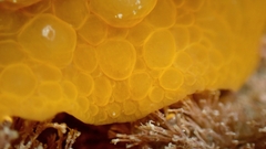 Doris wellingtonensis