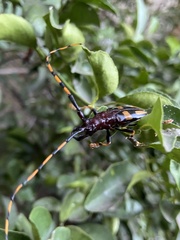 Dendrobias mandibularis