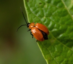Isotes eruptiva