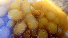 Doris wellingtonensis