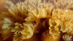 Doris wellingtonensis