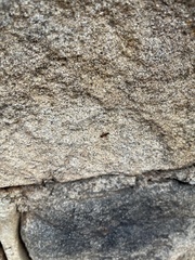 Opisthopsis rufithorax