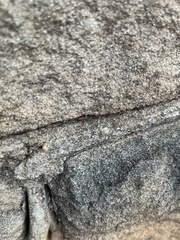 Opisthopsis rufithorax