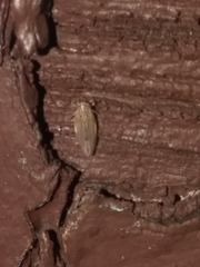 Exitianus exitiosus