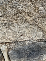 Opisthopsis rufithorax