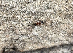 Opisthopsis rufithorax