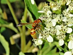 Euodynerus pratensis