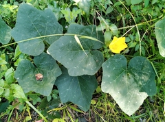 Cucurbita