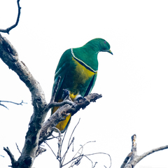 Drepanoptila holosericea