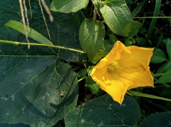 Cucurbita