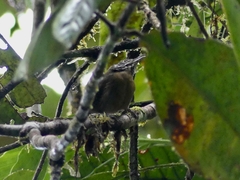 Cantorchilus leucopogon