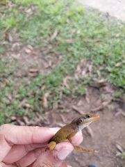 Anolis wattsii