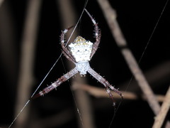 Argiope appensa
