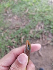 Anolis wattsii
