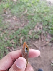 Anolis wattsii