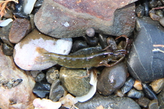 Betaeopsis aequimanus