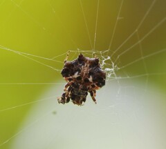 Thelacantha brevispina