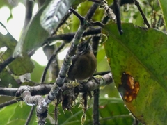 Cantorchilus leucopogon