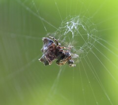 Thelacantha brevispina