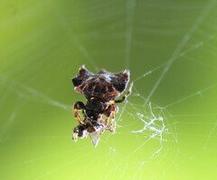 Thelacantha brevispina
