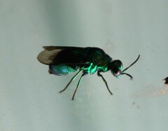 Stilbum