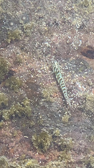 Entomacrodus chapmani