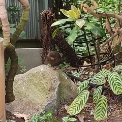 Turdus merula merula