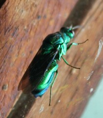 Stilbum