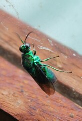 Stilbum