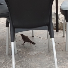 Turdus merula merula