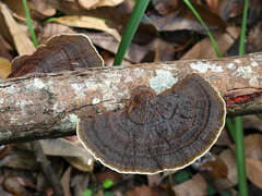 Hexagonia tenuis