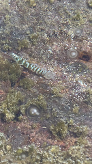 Entomacrodus chapmani