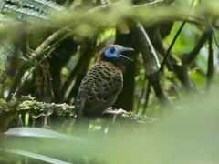 Phaenostictus mcleannani