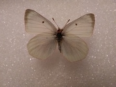 Colias christina