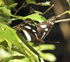 Phaedyma shepherdi