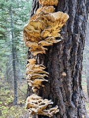 Laetiporus