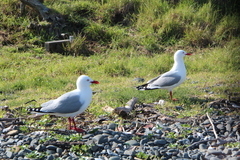 Chroicocephalus novaehollandiae scopulinus