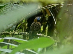 Phaenostictus mcleannani