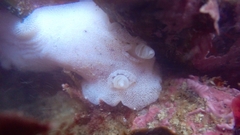 Alloiodoris lanuginata