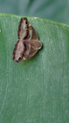 Ricaniidae