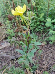 Oenothera pilosella