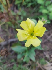 Oenothera pilosella