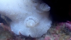 Alloiodoris lanuginata