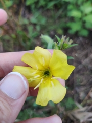 Oenothera pilosella