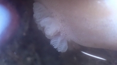 Alloiodoris lanuginata