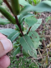 Oenothera pilosella