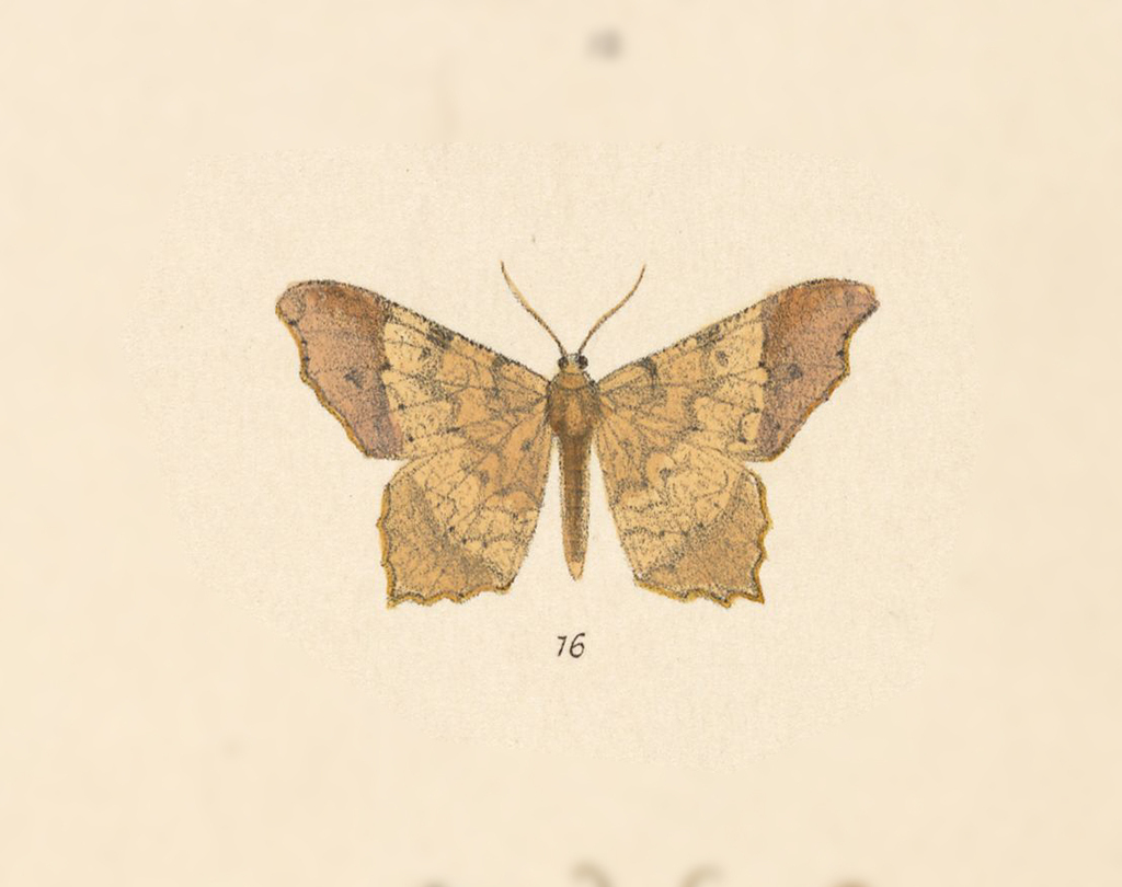 Macaria ostia