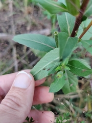 Oenothera pilosella