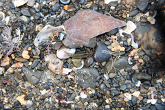 Betaeopsis aequimanus